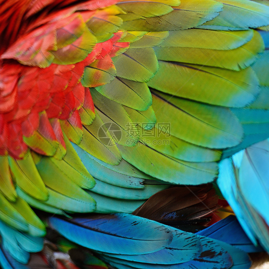 绿翼马aw羽毛丛林宏观异国热带荒野鹦鹉彩虹翅膀金子野生动物图片