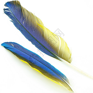 蓝和金麦毛羽毛剪贴簿白色蓝色金刚鹦鹉飞行热带黄色鹦鹉宏观背景图片