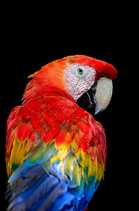 斯嘉丽马考翅膀热带红色野生动物动物宠物荒野鹦鹉羽毛蓝色背景图片