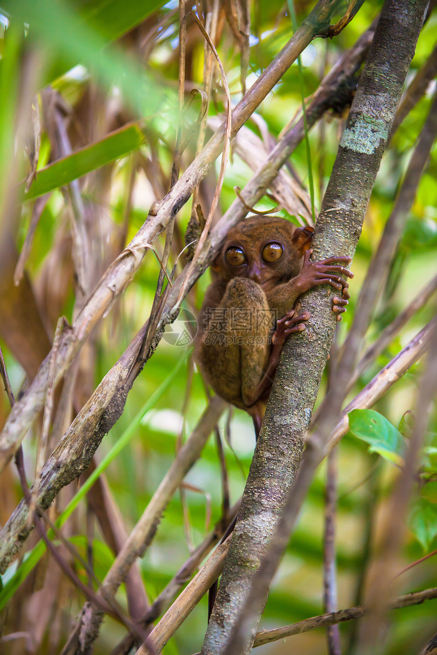 菲律宾Bohol岛自然环境中的树上小拖拉机风趣滑稽森林丛林动物濒危灭绝情调栖息地耳朵眼睛灵长类图片