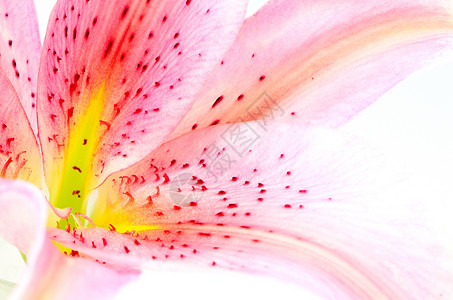 Lily 花瓣抽象粉色植物学植物群花束白色植物脆弱性叶子背景图片