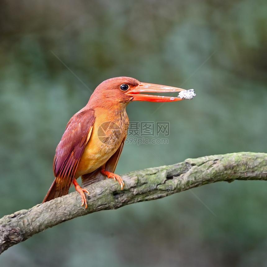 陆基海王Kingfisher羽毛荒野红树林森林翠鸟红色鸟类野生动物动物群女性图片