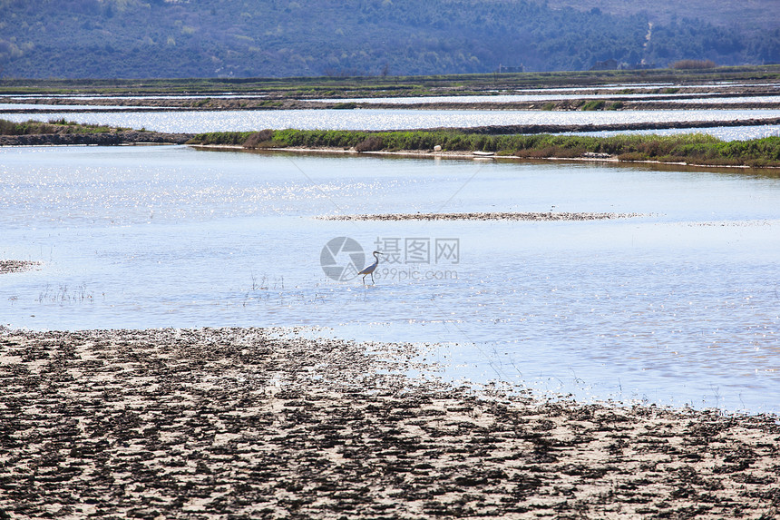Secovlje盐蒸发池中的Heron海水地球蒸发池盐水场地海洋图片