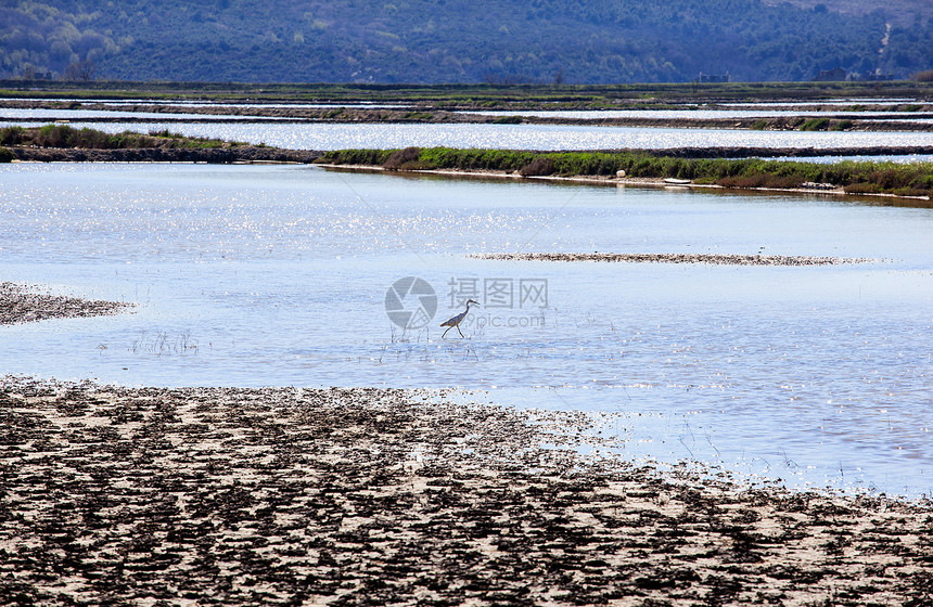 Secovlje盐蒸发池中的Heron地球海水海洋蒸发池盐水场地图片