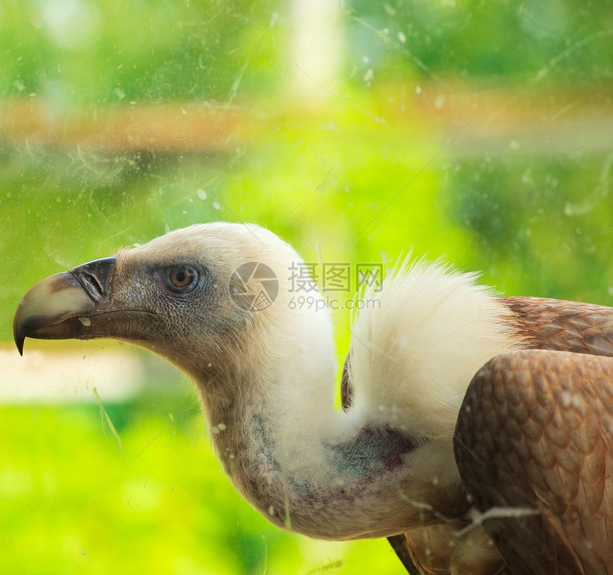 Griffon 秃鹫秃鹰狮鹫海员雪鸮清道夫怪人自然保护区红隼腐肉猫头鹰图片