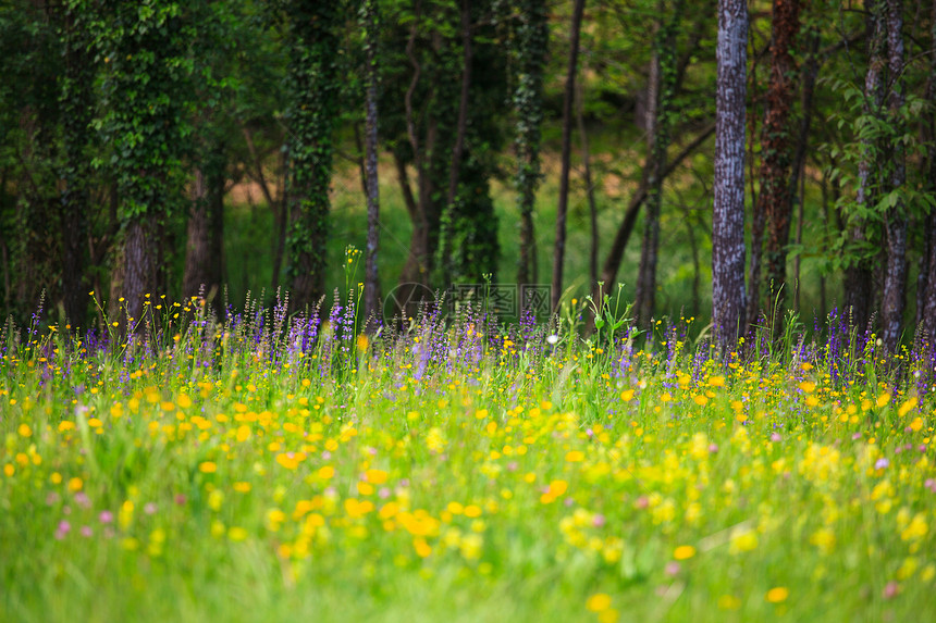 青草植被自然保护区绿色花瓣图片