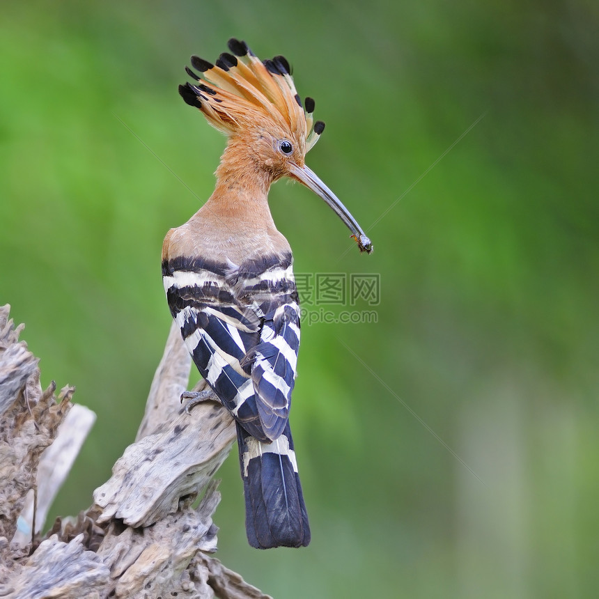 欧亚胡波动物猎物热带流行音乐荒野凤头翅膀羽毛动物群野生动物图片
