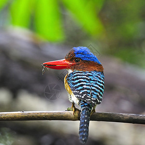 普尔切拉Kingfisher 养鱼王男性森林荒野羽毛带状国家蓝色野生动物动物蕾丝背景