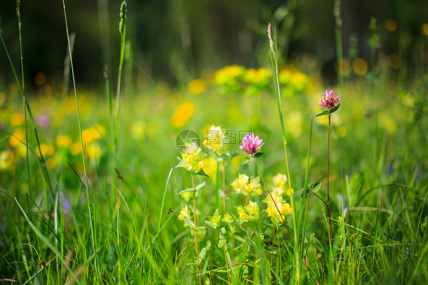 青草自然保护区花瓣绿色植被图片