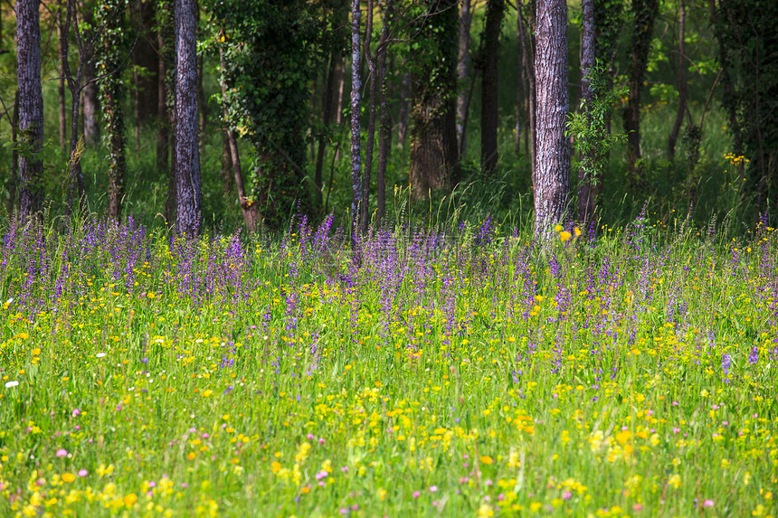 青草植被绿色花瓣自然保护区图片