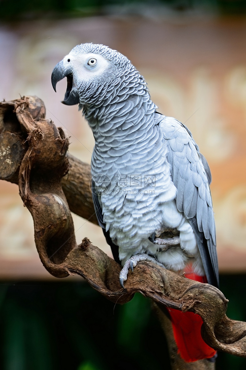 非洲灰色鹦鹉动物荒野热带红色画眉羽毛野生动物白色宠物图片