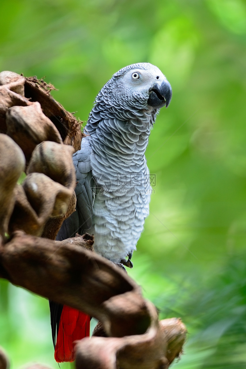 非洲灰色鹦鹉画眉红色羽毛白色宠物动物野生动物荒野热带图片