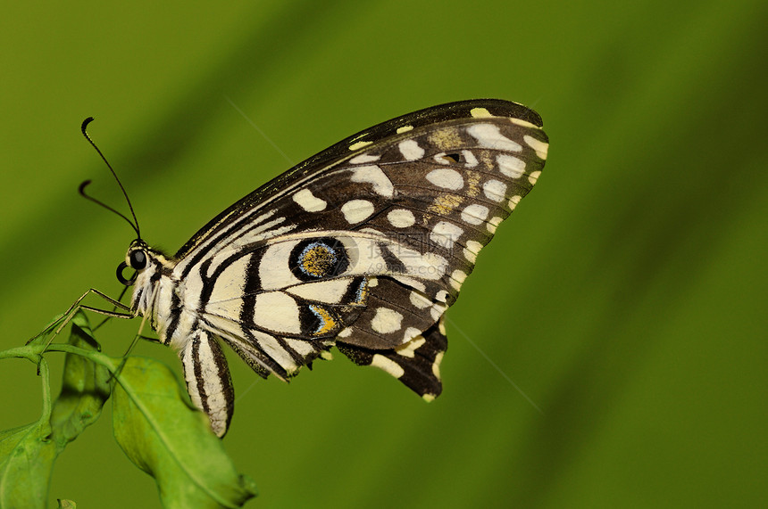 普通石灰翅膀水平蝴蝶荒野宏观乡村绿色叶子植物群野生动物图片