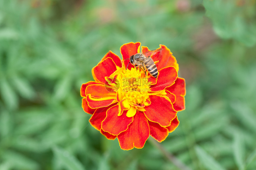 蜜蜂蜂巢宏观黄色花园分发蜂蜜雏菊传粉者花粉花蜜图片