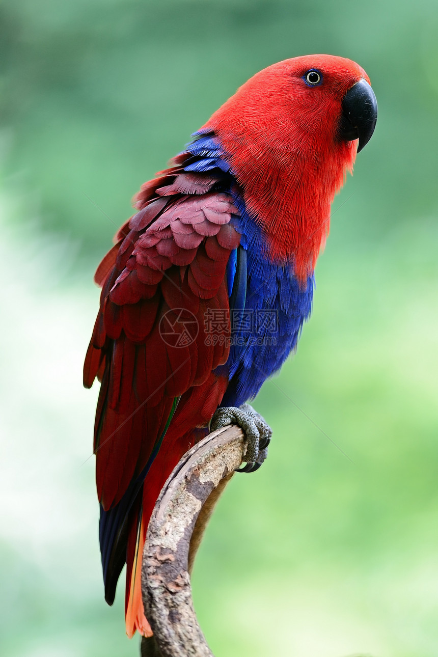 Ecectus 鹦鹉女性荒野羽毛蓝色野生动物红色鸟类图片