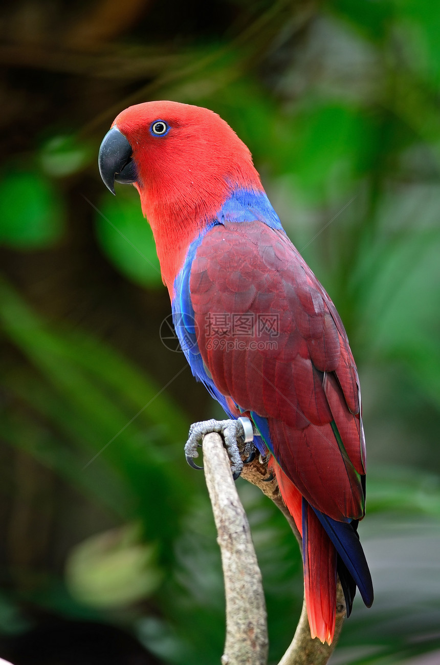 Ecectus 鹦鹉野生动物女性红色鸟类荒野蓝色羽毛图片