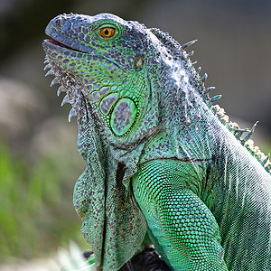 绿鬃蜥蜴绿伊瓜纳爬虫野生动物闲暇宠物女性动物绿色蜥蜴脊椎动物皮肤背景