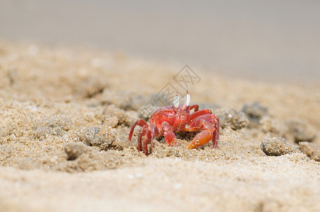 海洋螃蟹易idder 螃蟹海滩甲壳港口生活公关海洋硬壳野生动物红树提琴手背景