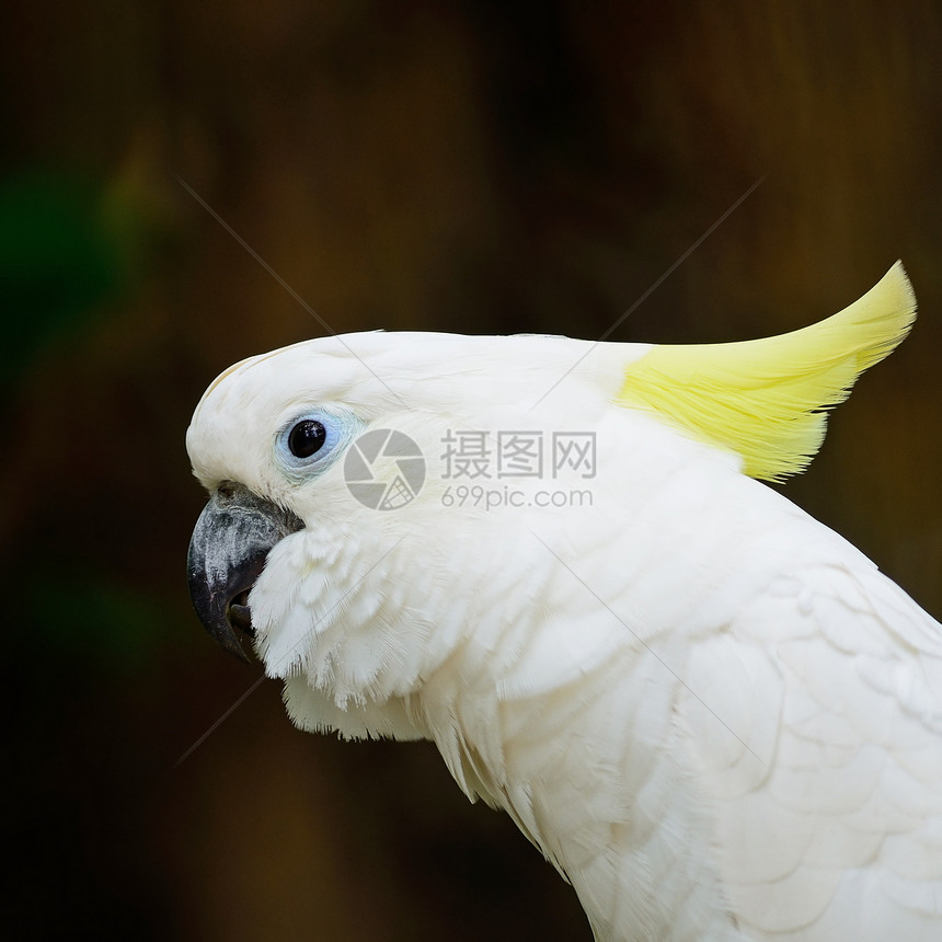 硫化蟑螂异国鹦鹉凤头荒野情调野生动物画廊黄色热带羽毛图片