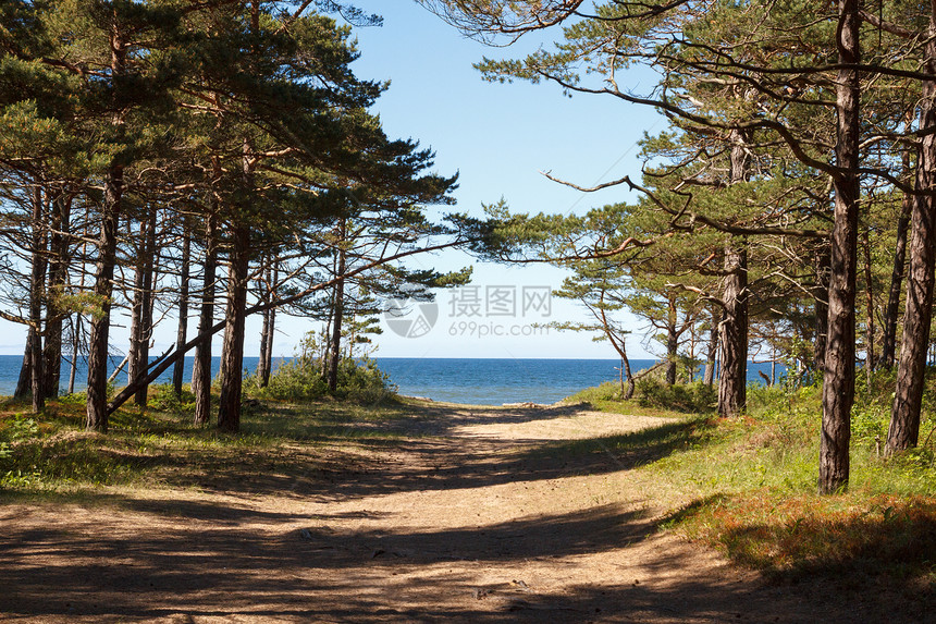 通往海洋的通道途径季节人行道木头风景森林踪迹海岸公园小路图片