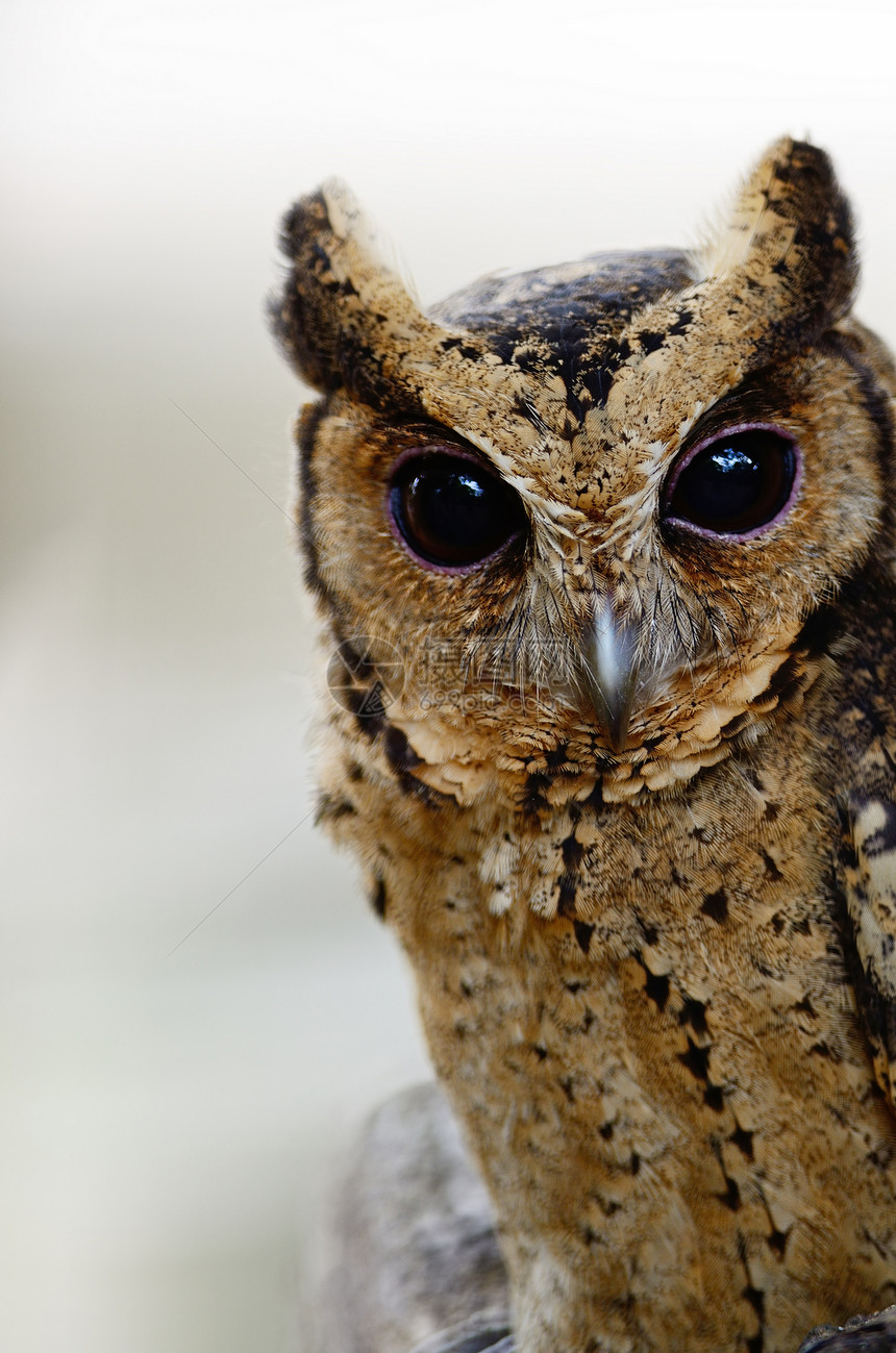 东方Scops 猫头鹰鸟类眼睛野生动物动物荒野图片