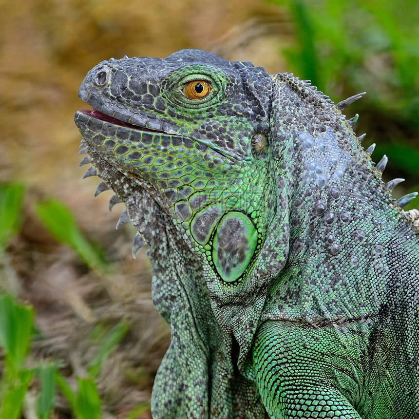 绿伊瓜纳捕食者蜥蜴闲暇野生动物环境脊椎动物动物群冒充宠物女性图片