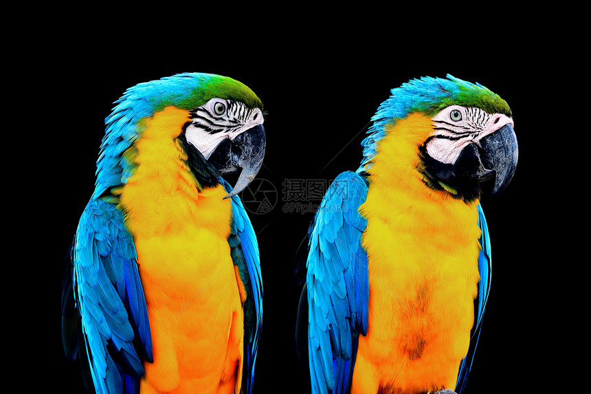 蓝色和金色Macaw黄色鸟舍动物宠物动物园翅膀野生动物活力羽毛金子图片