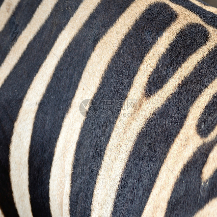 常见斑骨皮棕色黑色荒野毛皮皮革野生动物斑马大草原马属头发图片
