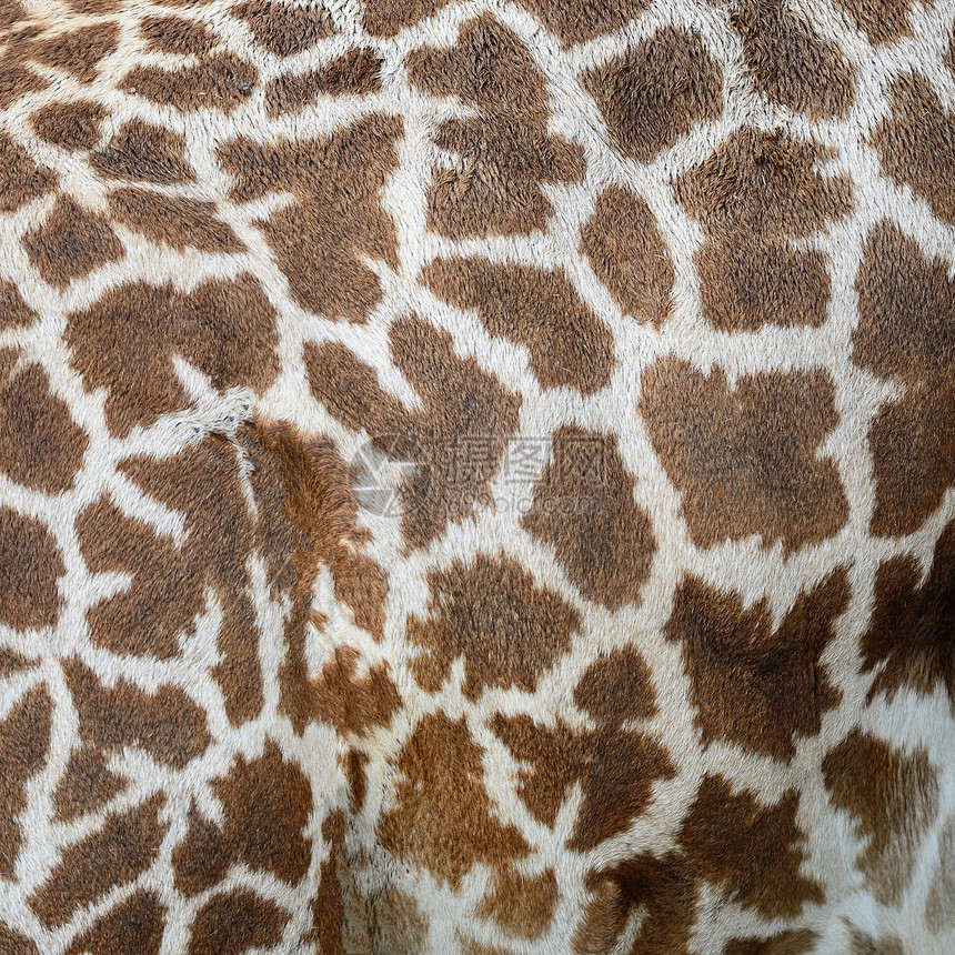 长颈羊皮头发毛皮白色荒野动物棕色动物园食草哺乳动物皮肤图片