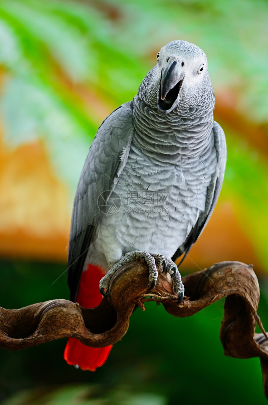 非洲灰色鹦鹉红色野生动物宠物情调羽毛黑色眼睛动物热带翅膀图片