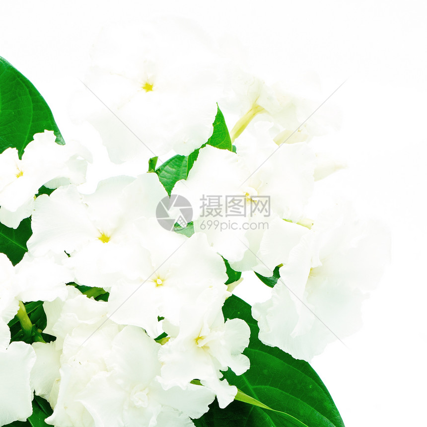 克里佩茉莉花植物植物群绉纱植物学生长绿色花园叶子园艺白色图片