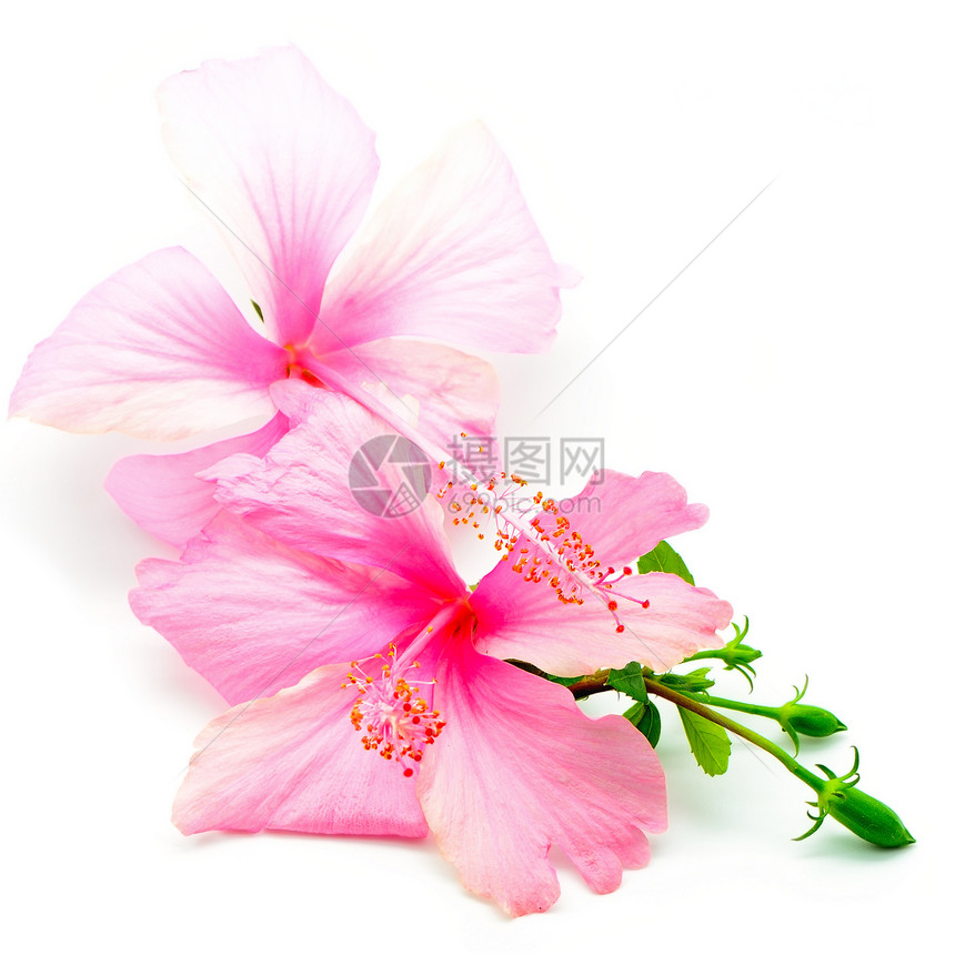 粉红色希比斯粉色植物雌蕊白色草本花瓣热带异国情调图片