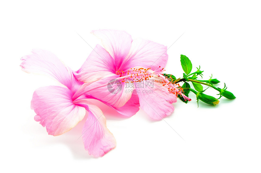 粉红色希比斯白色花瓣雌蕊异国情调草本粉色植物热带图片