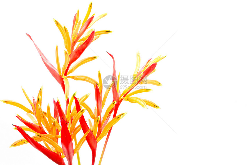 希利奥尼亚鲁布拉黄色鹦鹉植物群植物情调花瓣异国叶子绿色植被图片