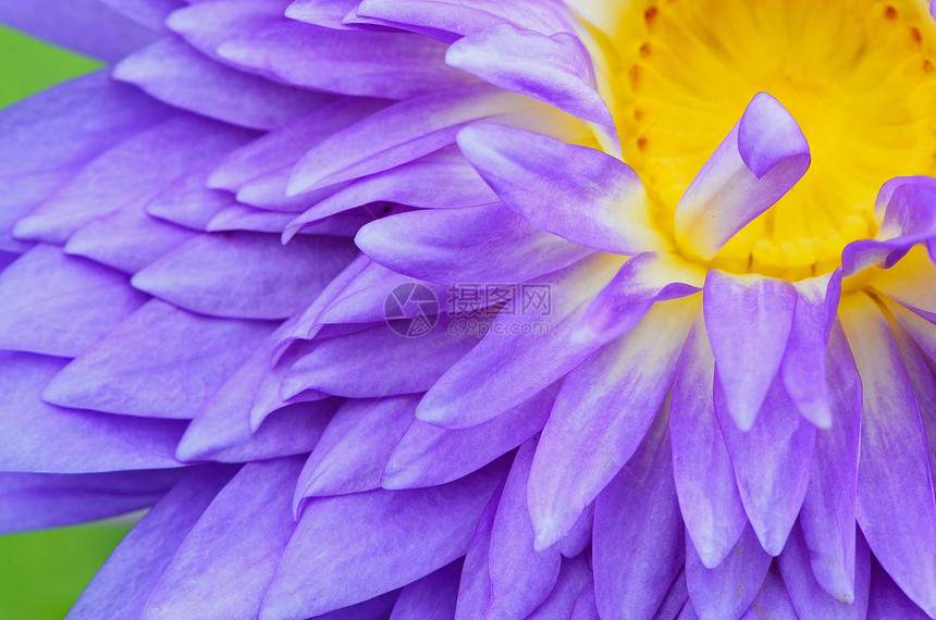 水百里黄色花园植物学荷花紫色公园宏观花瓣池塘植物图片