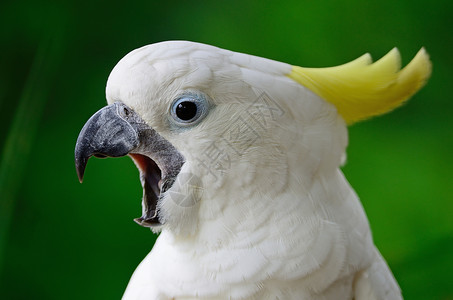 硫化蟑螂波峰鹦鹉翅膀白色黄色鸟类热带羽毛凤头动物高清图片