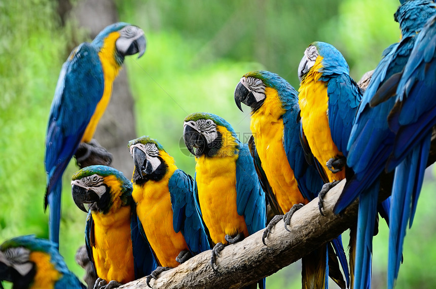 蓝色和金色Macaw野生动物翅膀鹦鹉金子宠物热带金刚鹦鹉鸟舍动物园黄色图片