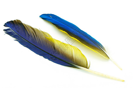 蓝和金麦毛羽毛剪贴簿蓝色金刚鹦鹉黄色鹦鹉热带宏观飞行白色背景图片