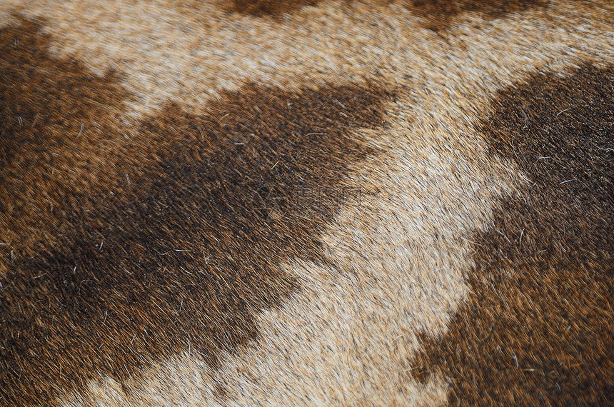 长颈羊皮皮革哺乳动物食草草食性毛皮动物白色荒野棕色野生动物图片