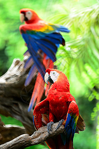 斯嘉丽马考动物蓝色眼睛红色荒野野生动物鸟舍翅膀鹦鹉宠物背景图片