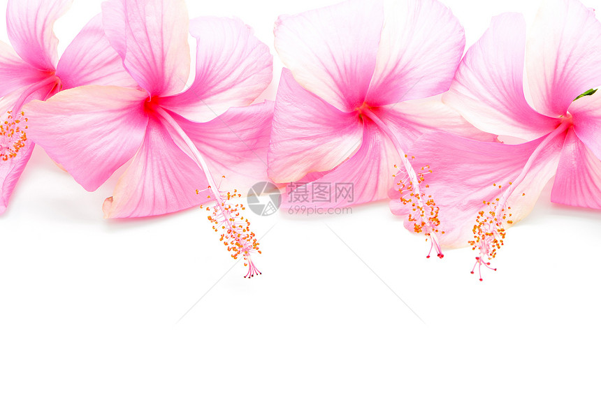 粉红色希比斯白色草本热带植物木槿美丽雌蕊粉色花瓣情调图片