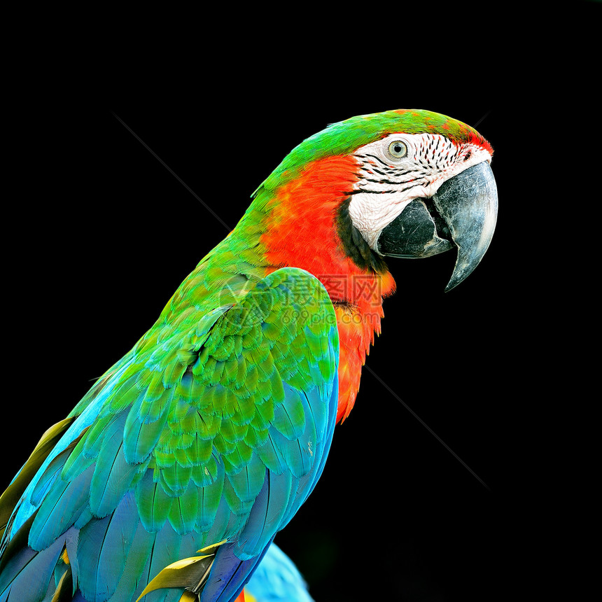 哈莱金马考荒野热带丑角绿色鹦鹉红色动物蓝色鸟舍生活图片