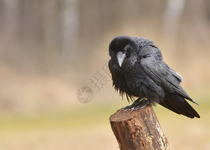 雷文悬崖乌鸦黑色邮政荒野羽毛棕色黑鸟航班野生动物高清图片