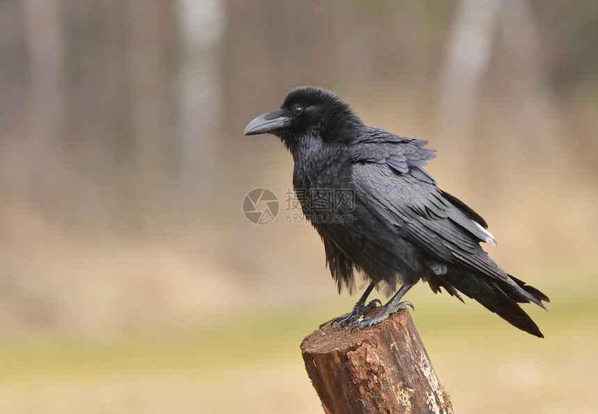 雷文野生动物森林动物棕色悬崖黑色荒野邮政黑鸟乌鸦图片