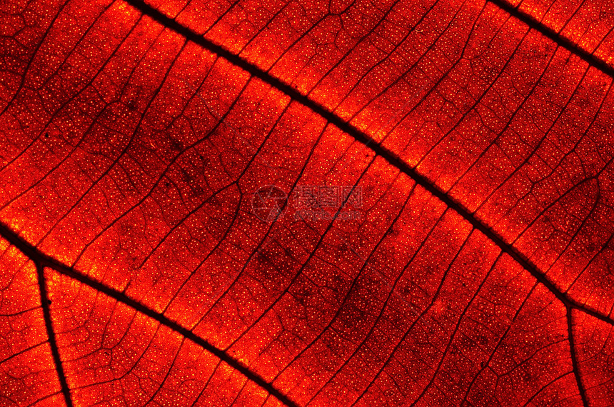 抽象叶叶摘要宏观花园植物环境静脉生活叶子墙纸红色生态图片