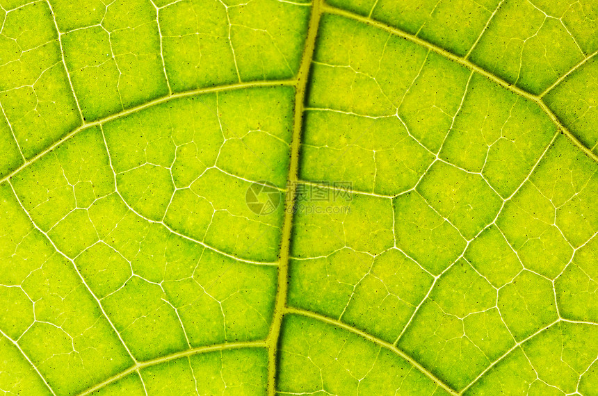 抽象叶叶摘要绿色环境叶子静脉季节花园植物生态墙纸宏观图片