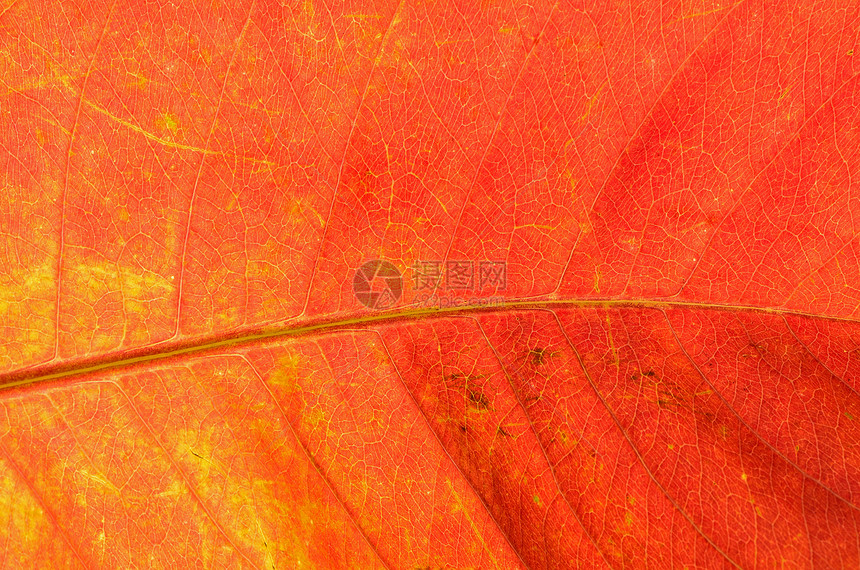 抽象叶叶摘要红色花园植物墙纸生态叶子宏观静脉季节环境图片