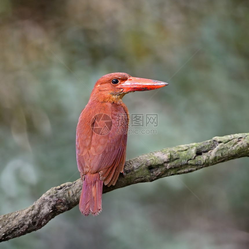 陆基海王Kingfisher羽毛女性荒野动物群红色森林红树林鸟类翠鸟野生动物图片