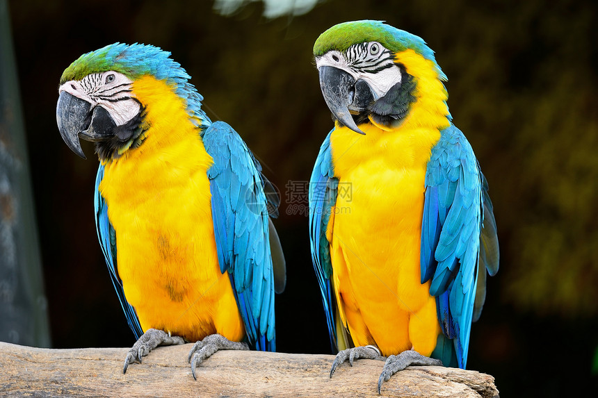 蓝色和金色Macaw异国动物鹦鹉情调鸟舍热带金子宠物野生动物羽毛图片