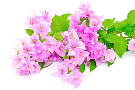 布干维尔a白色气候热带装饰粉色植物植物群花园边界紫色背景图片